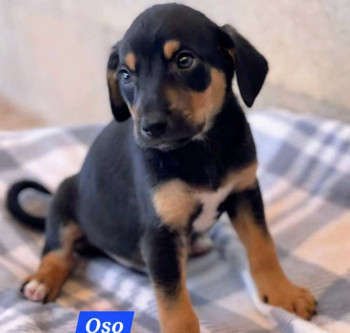 Photo of Oso