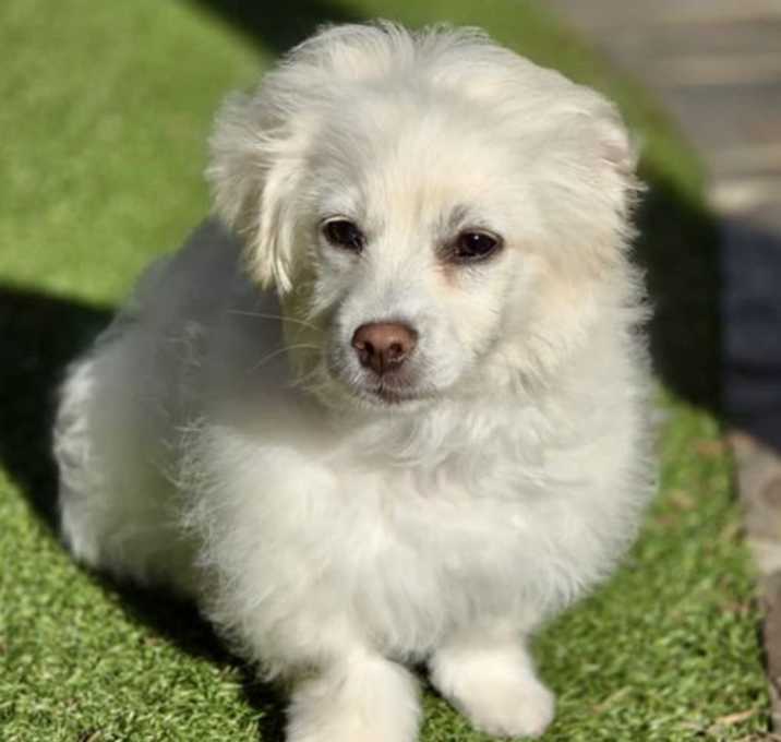 Photo of Oyster