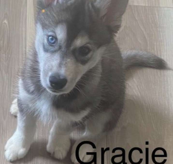 Photo of Husky puppies: Gracie, Penny, Minnie, and Peppa