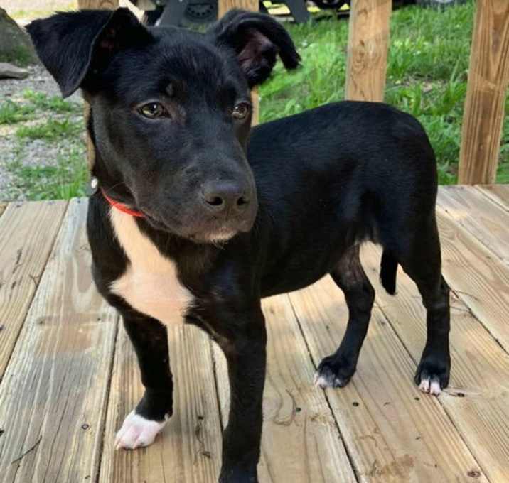 Photo of PUPPY RAINBOW