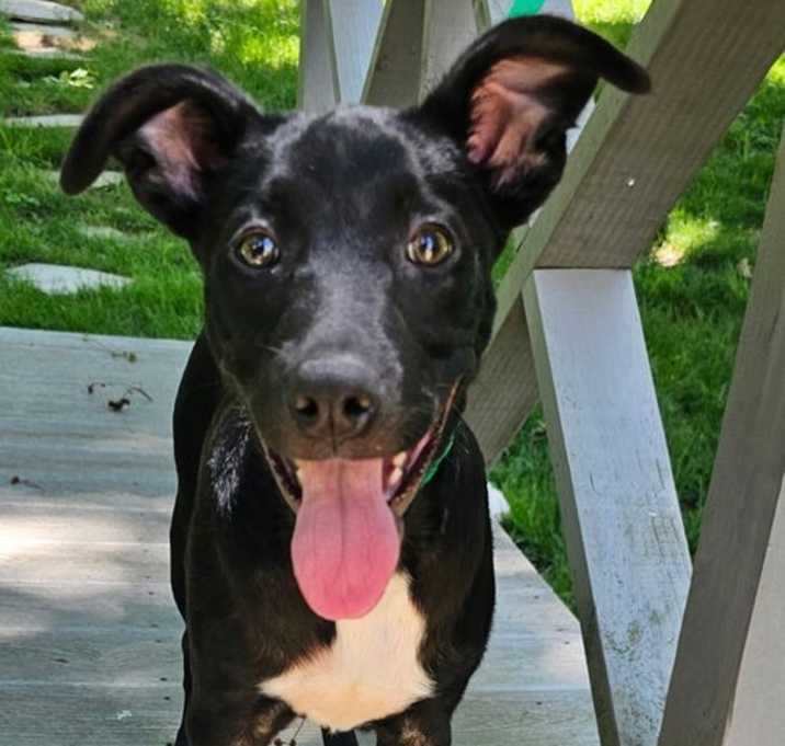 Photo of PUPPY RAINBOW
