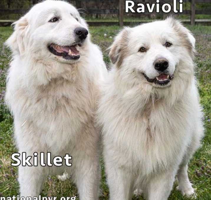 Photo of Skillet & Ravioli in TN - Super Affectionate Duo!