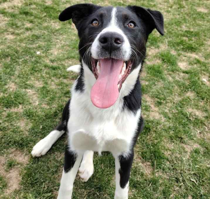 Photo of Dixie 43791