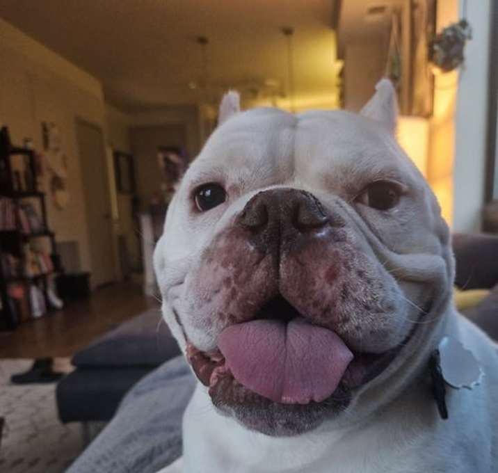 Photo of Clyde the Bulldog