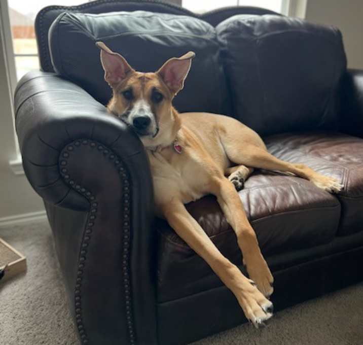 Photo of Bo