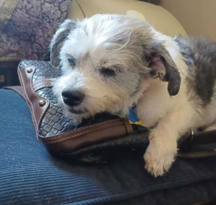Photo of Oreo