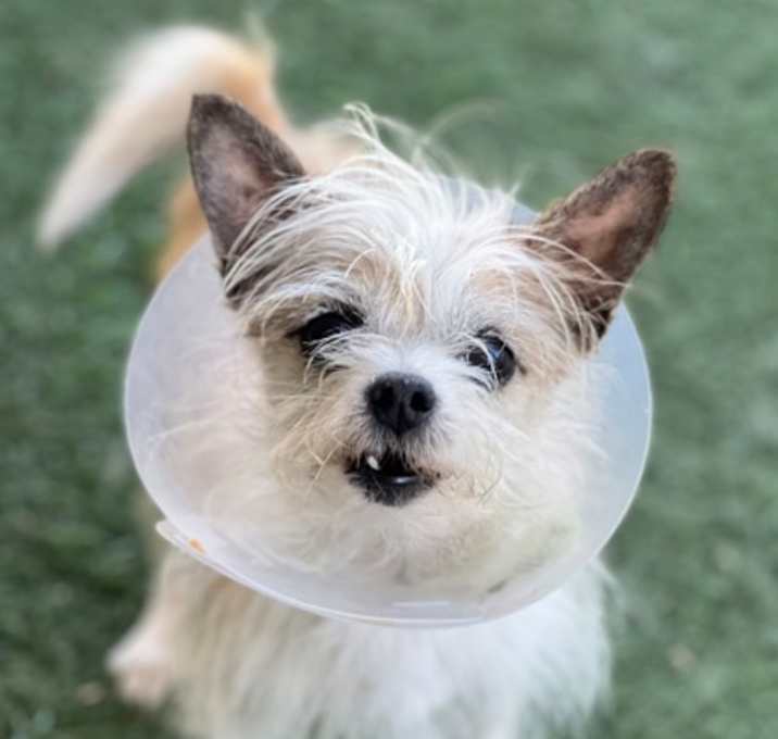 Photo of Gizmo