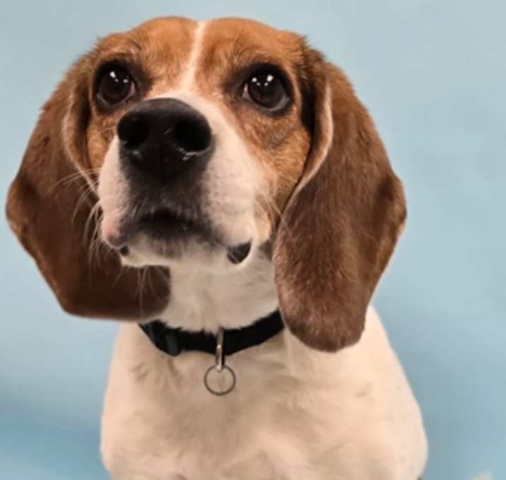 Photo of Pepper
