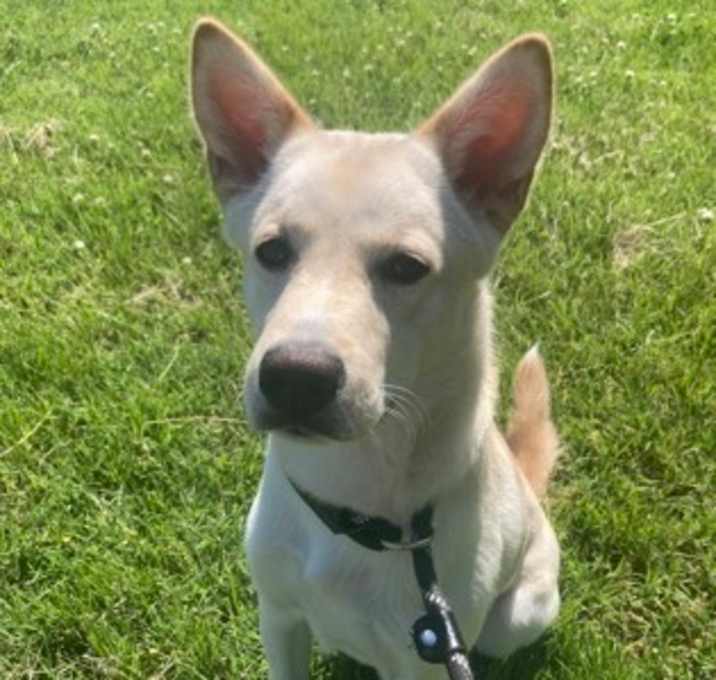 Photo of Biscuit