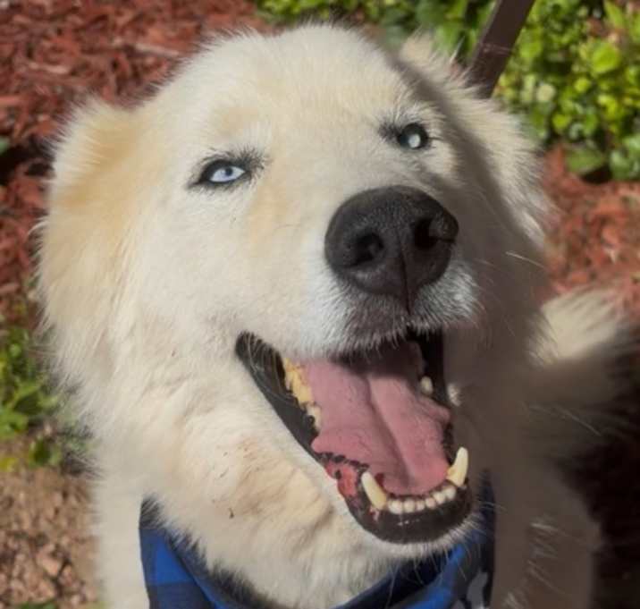 Photo of Loki