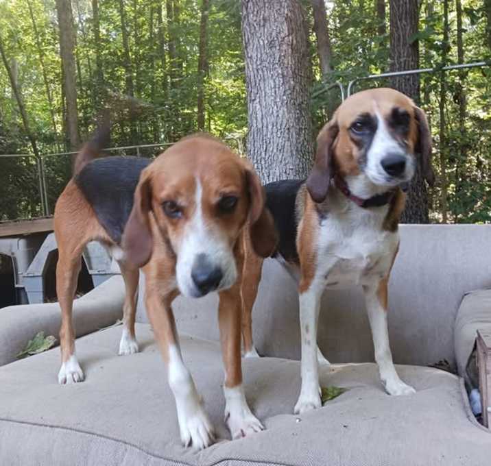 Photo of Lyle (bonded to Julia)