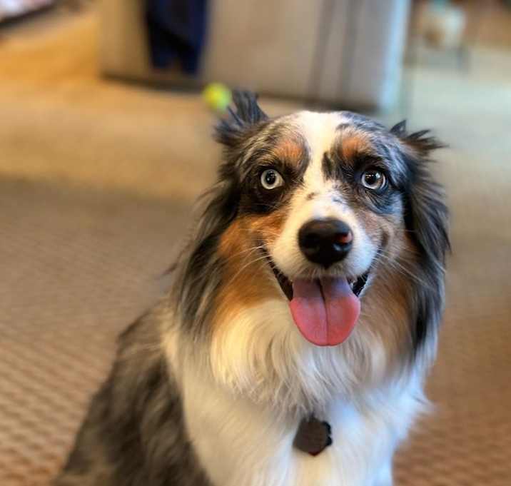 Photo of Nala