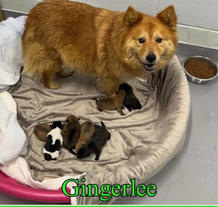 Photo of Gingerlee