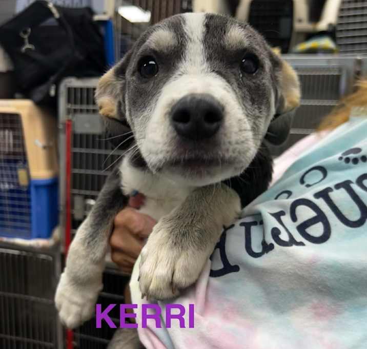 Photo of Kerri
