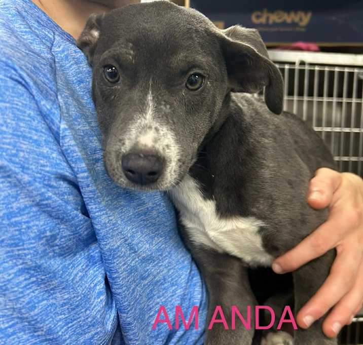 Photo of Amanda