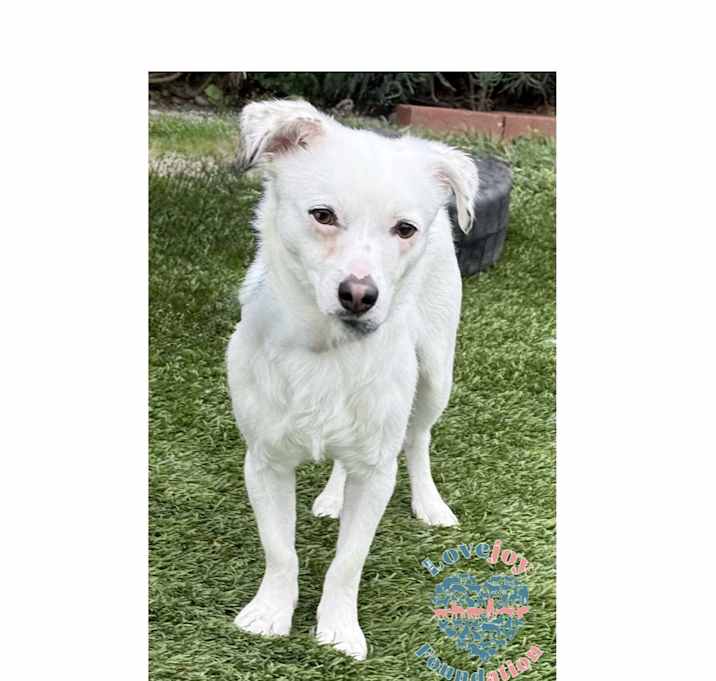 Photo of Chevy