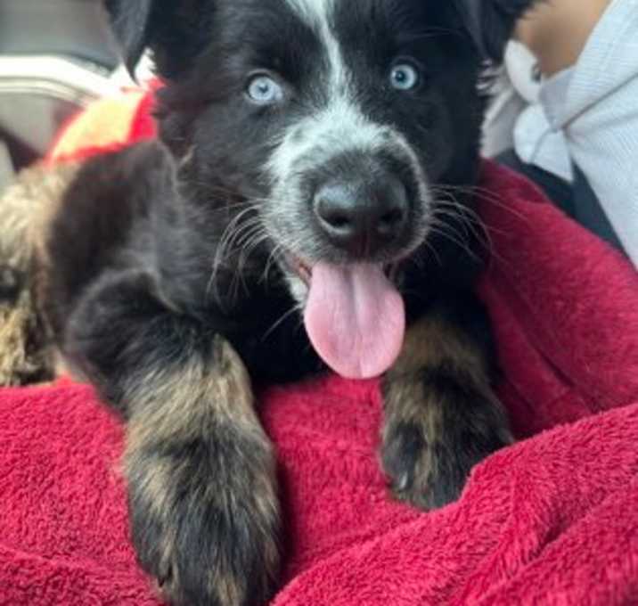 Photo of Bear