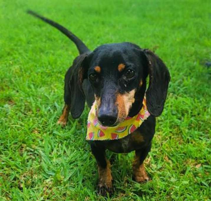 Photo of Moose