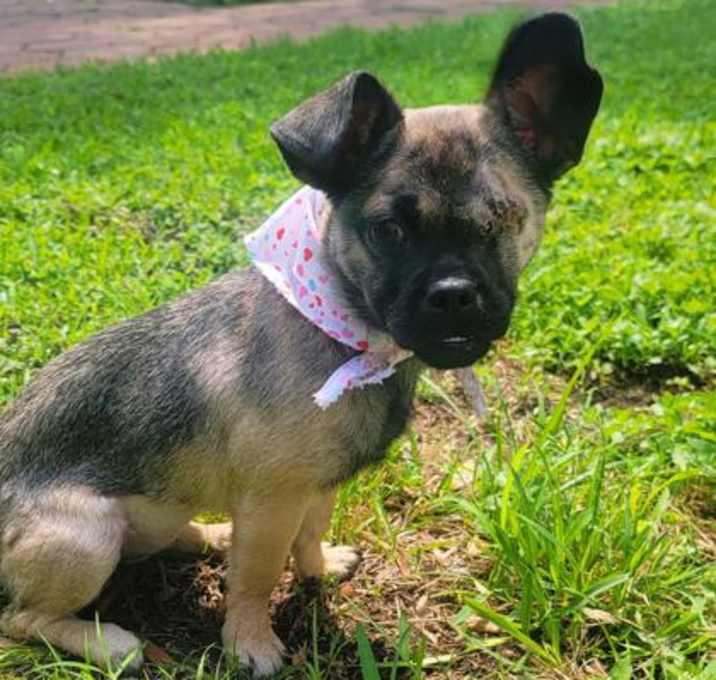 Photo of Muffin