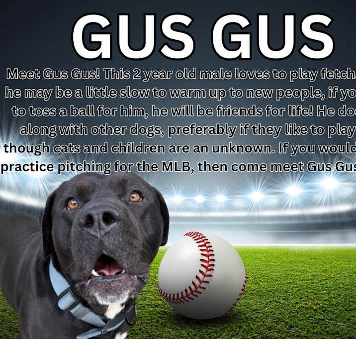 Photo of Gus Gus