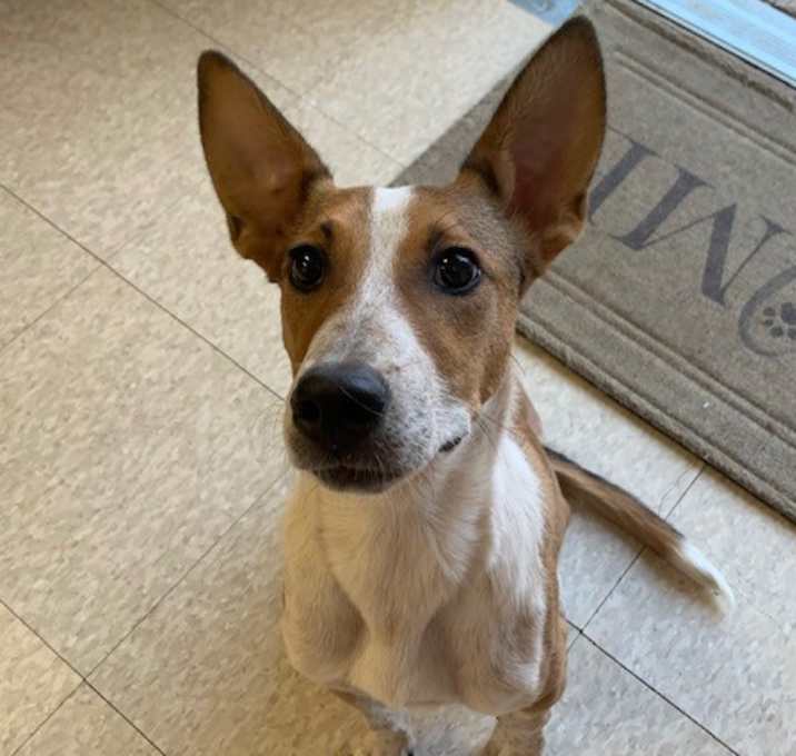 Photo of Juno