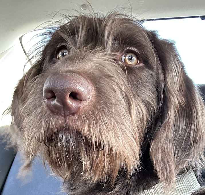 Photo of Marley