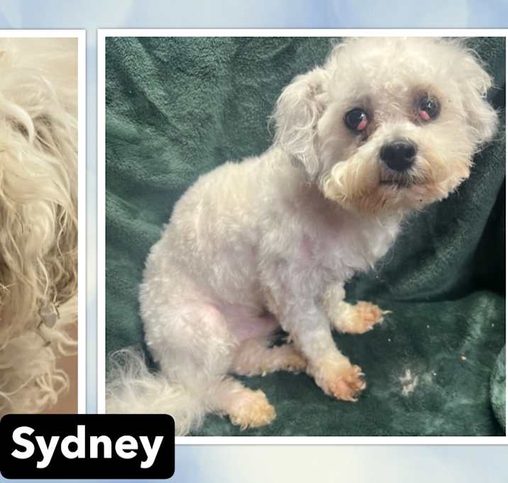 Photo of Sydney - IL