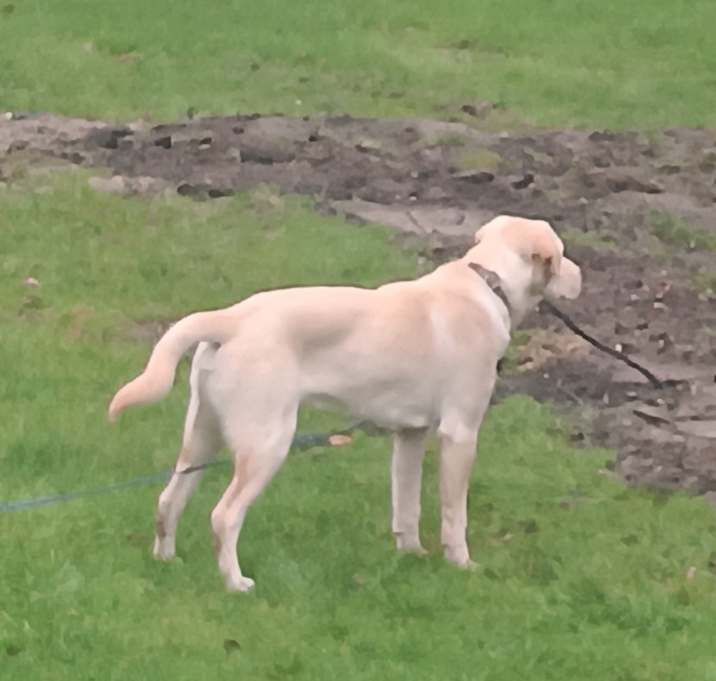 Photo of Charlie