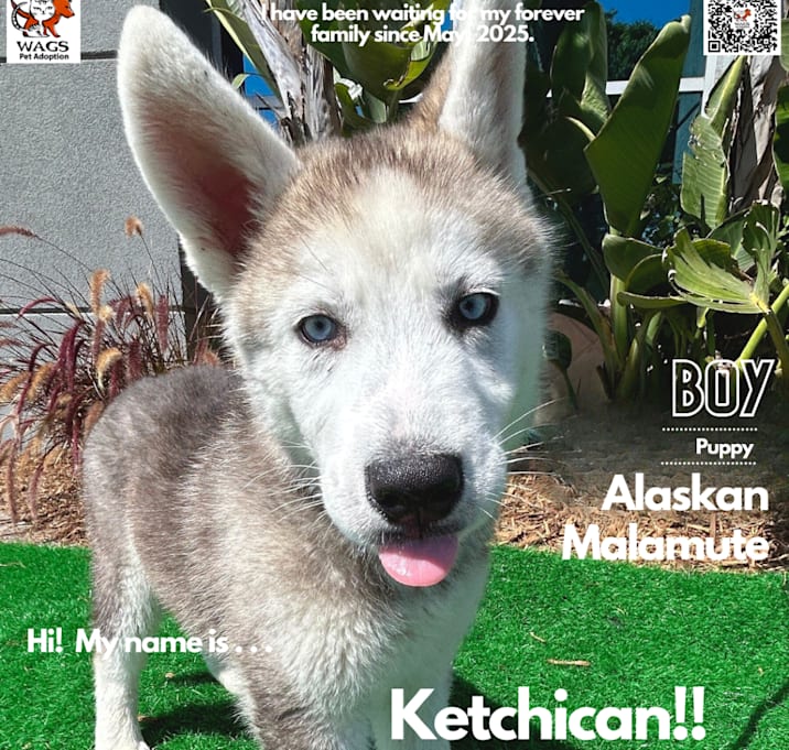Photo of Ketchican