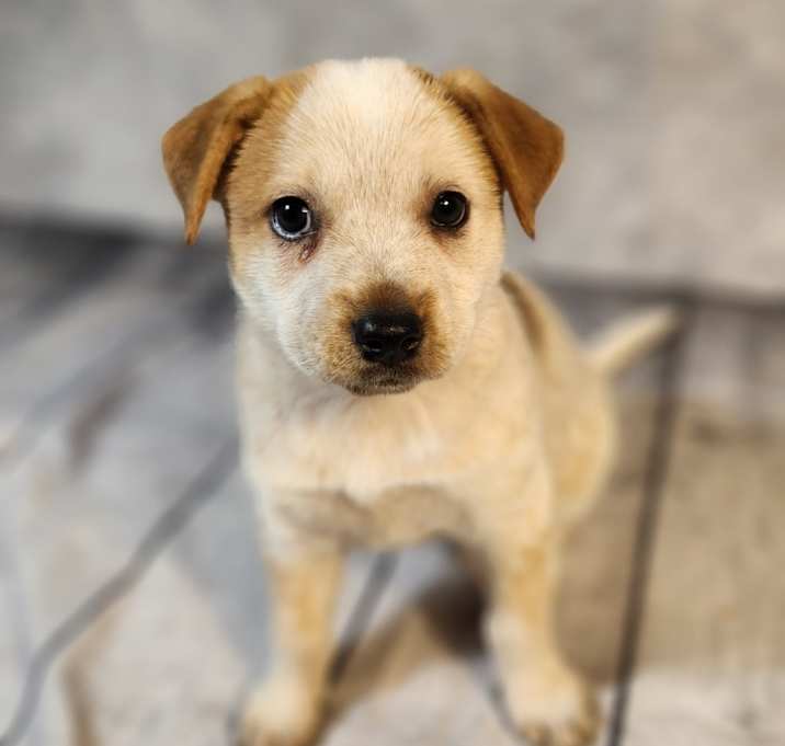 Photo of Smuckers AL