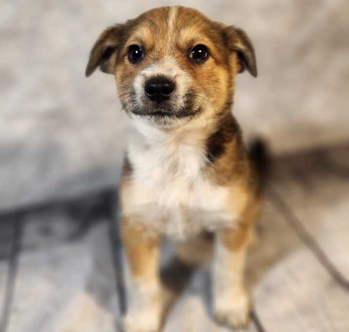 Photo of Rookie AL