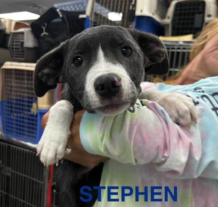 Photo of Stephen