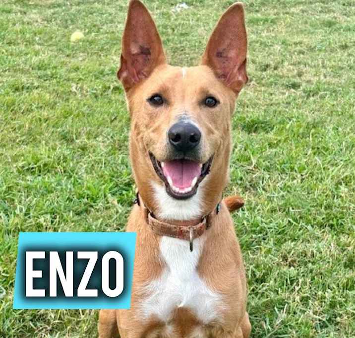 Photo of Enzo
