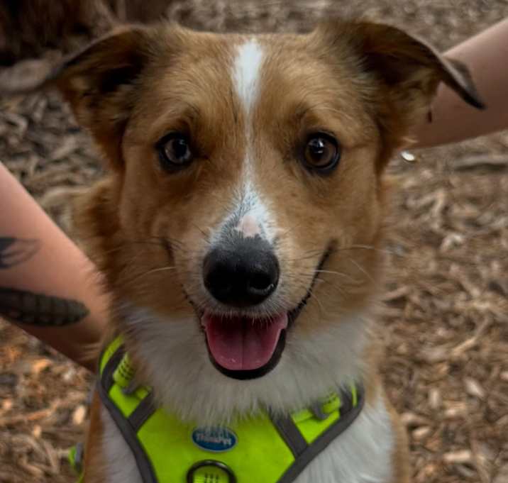 Photo of Ranger