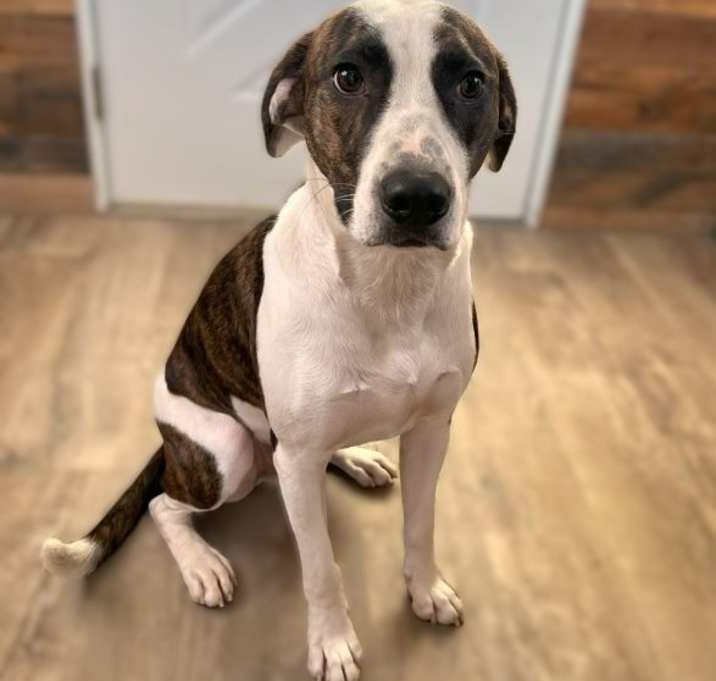 Photo of Buck