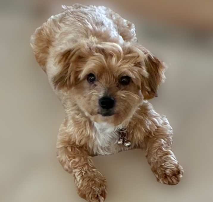 Photo of Winston