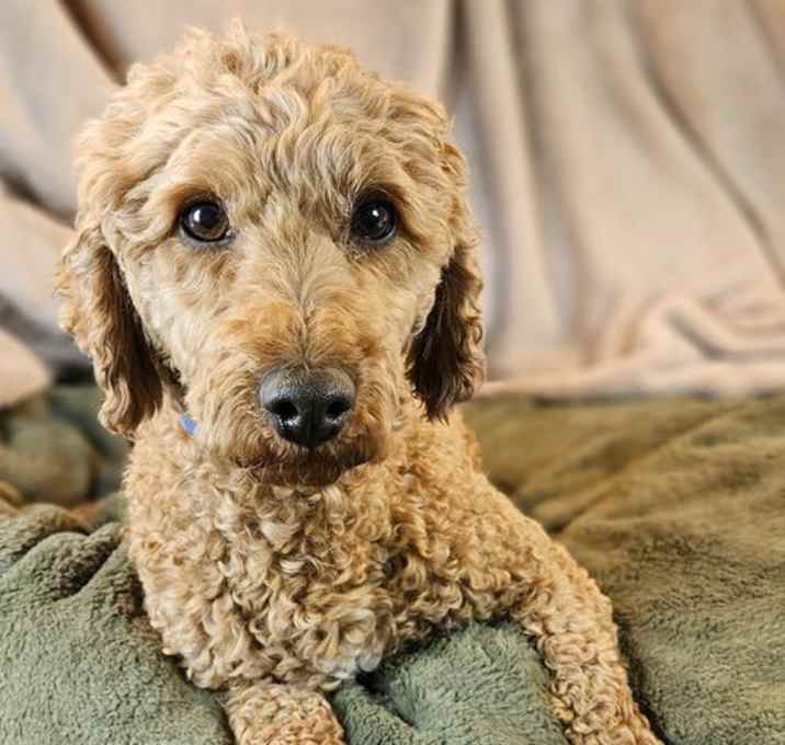 Photo of Teddy