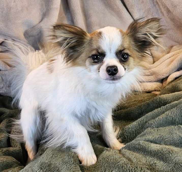 Photo of Spunky