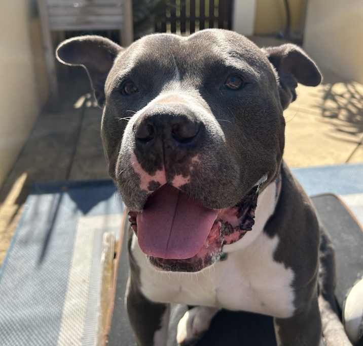 Photo of Hank