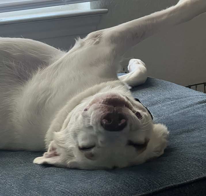 Photo of Sunny