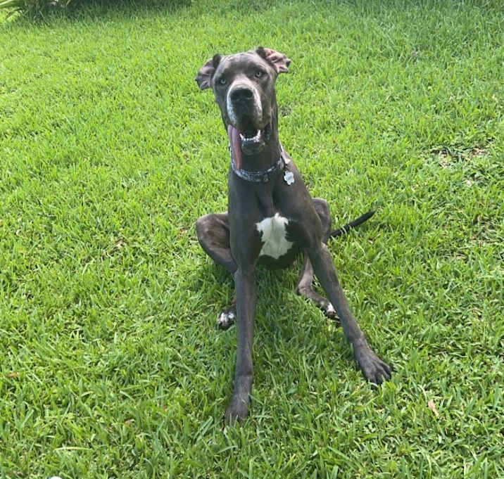 Photo of Fancy