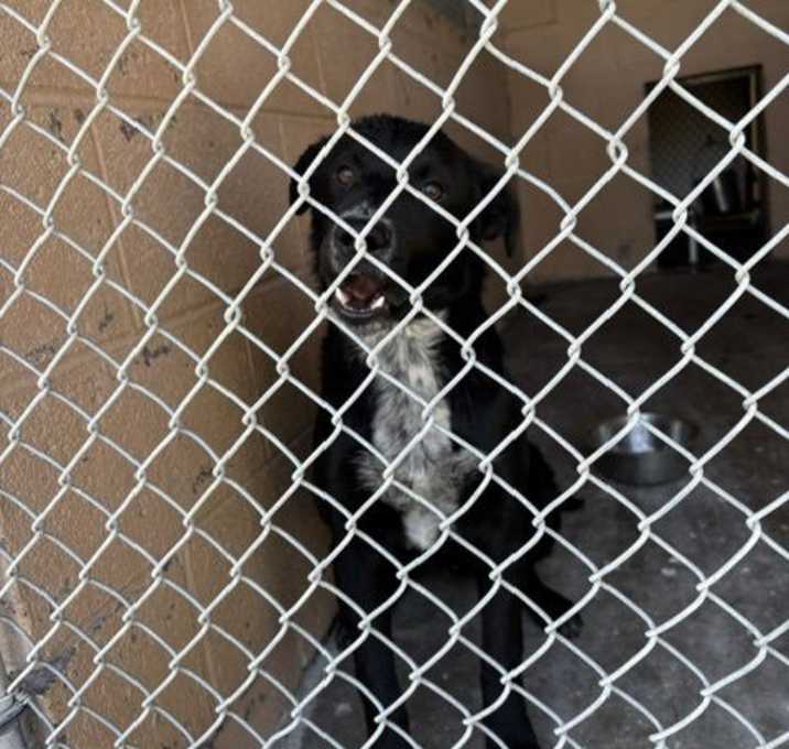 Photo of Dipper