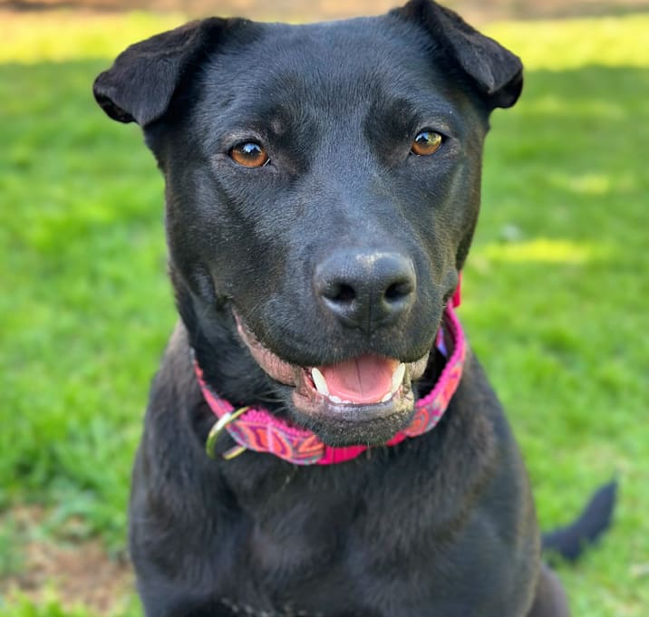Photo of Roxy