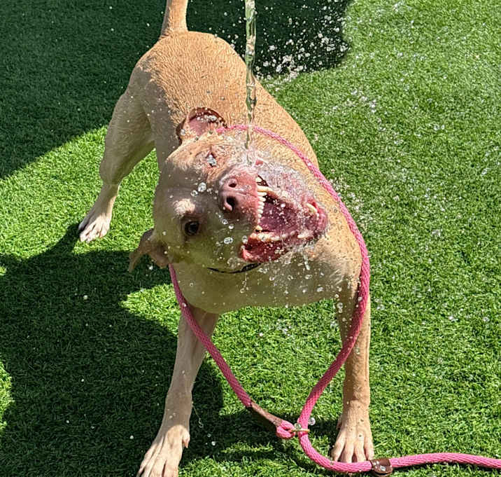 Photo of Scooby