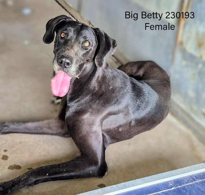 Photo of Big Betty