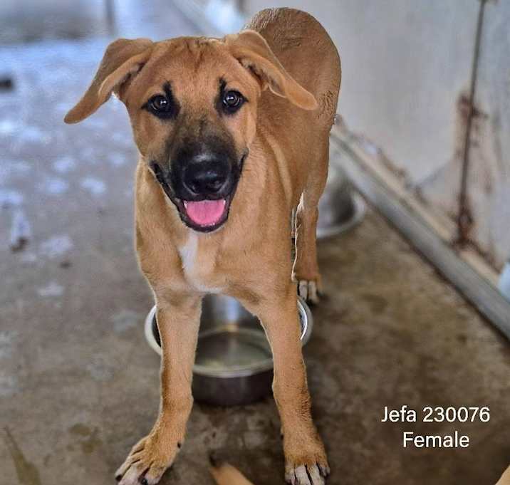 Photo of Jefa