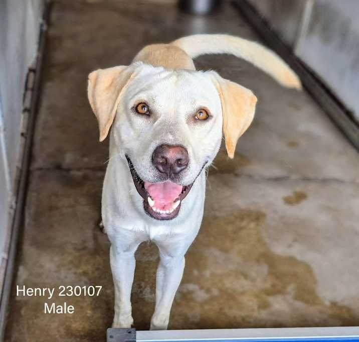 Photo of Henry