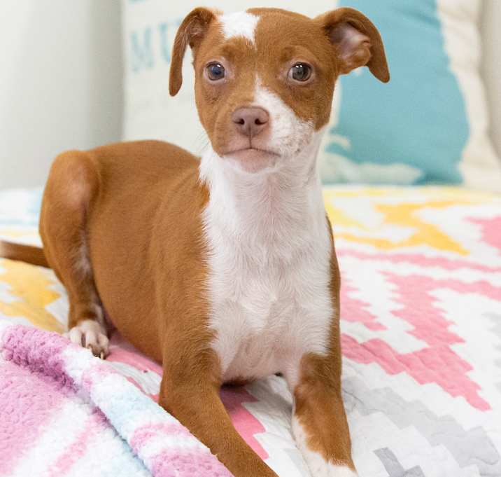 Photo of Rosie