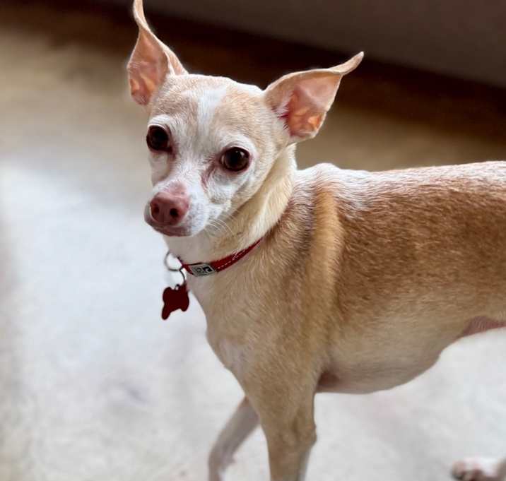 Photo of Peetee