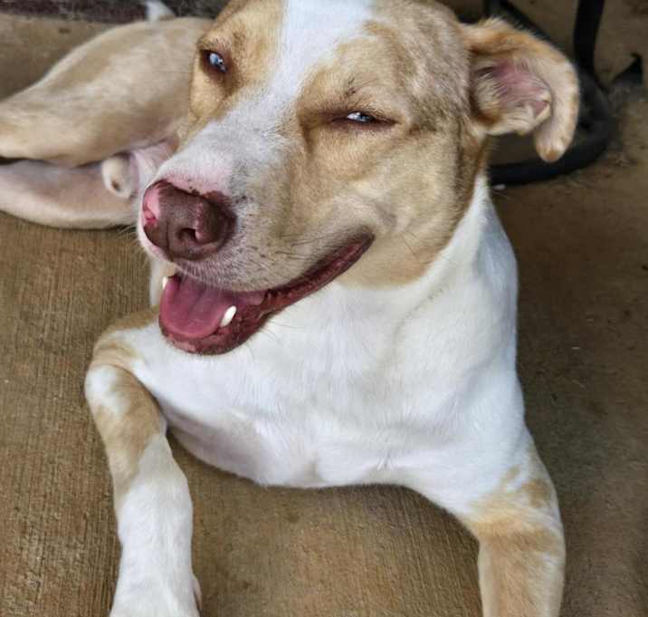 Photo of Atlas
